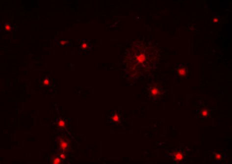 OLIG1 Antibody in Immunocytochemistry (ICC/IF)