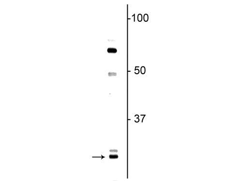 OLIG1 Antibody in Western Blot (WB)