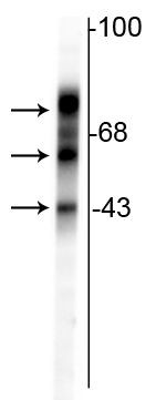 Tau Antibody in Western Blot (WB)