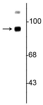 TrkB Antibody in Western Blot (WB)