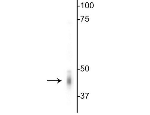 GABRG2 Antibody in Western Blot (WB)