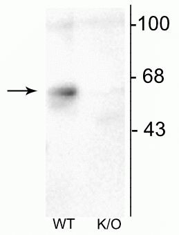 GABRA6 Antibody in Western Blot (WB)