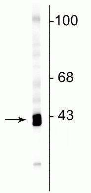 GAP43 Antibody in Western Blot (WB)