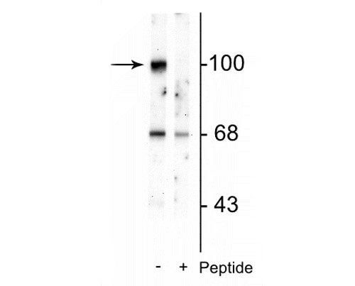 Phospho-GluR2 (Ser880) Antibody in Western Blot (WB)