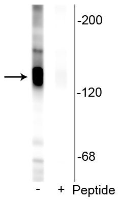 Phospho-KCC2 (Ser940) Antibody in Western Blot (WB)