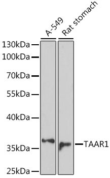 TAAR1 Antibody in Western Blot (WB)