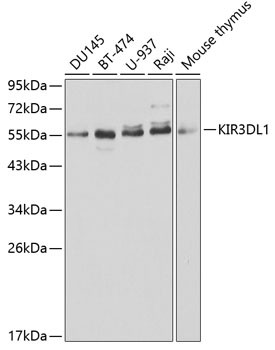 KIR3DL1 Antibody in Western Blot (WB)