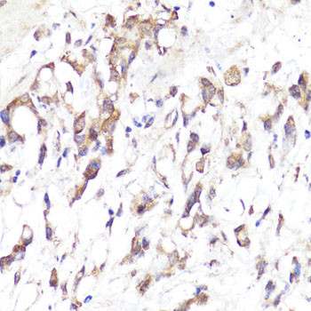 CD62L Antibody in Immunohistochemistry (Paraffin) (IHC (P))