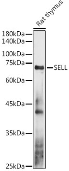 CD62L Antibody in Western Blot (WB)