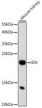 ID4 Antibody in Western Blot (WB)