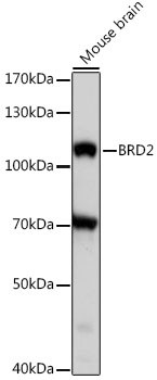 BRD2 Antibody in Western Blot (WB)