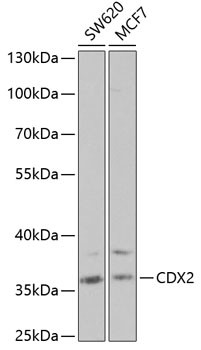 CDX2 Antibody in Western Blot (WB)