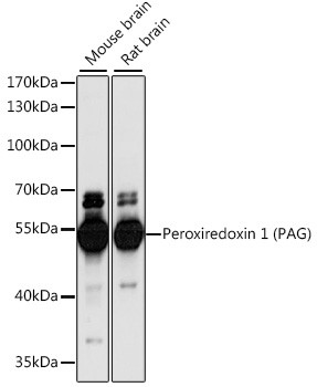 PAG1 Antibody in Western Blot (WB)