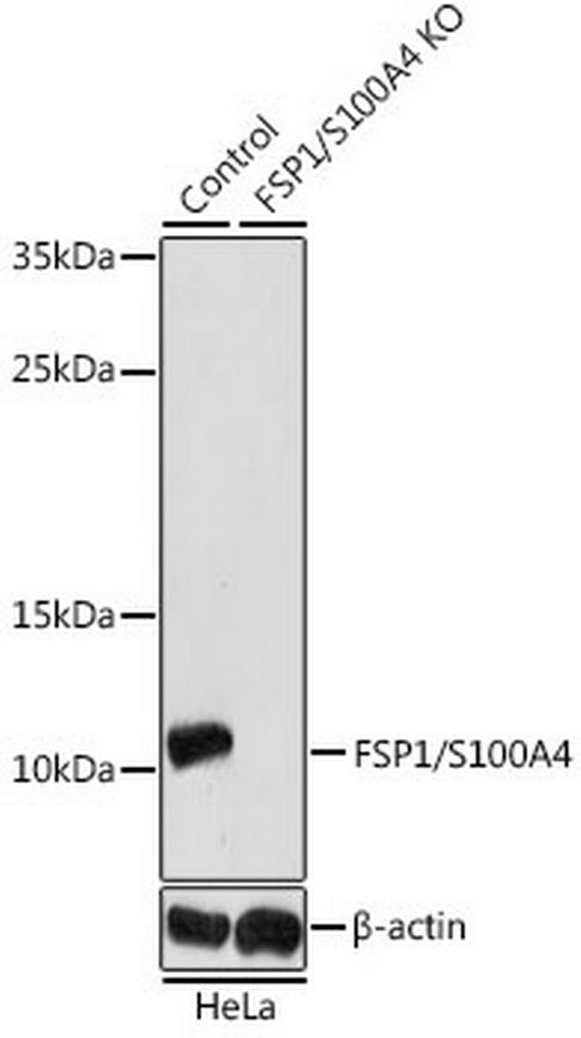 S100A4 Antibody