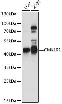 CMKLR1 Antibody in Western Blot (WB)