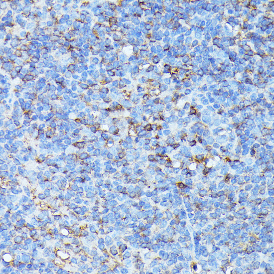 CXCR1 Antibody in Immunohistochemistry (Paraffin) (IHC (P))