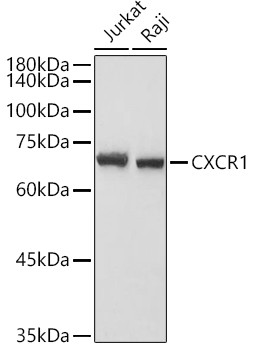 CXCR1 Antibody in Western Blot (WB)