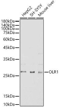 LOX-1 Antibody in Western Blot (WB)