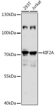 KIF2A Antibody in Western Blot (WB)