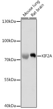 KIF2A Antibody in Western Blot (WB)