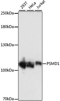 PSMD1 Antibody in Western Blot (WB)