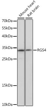 RGS4 Antibody in Western Blot (WB)