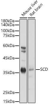 SCD Antibody in Western Blot (WB)