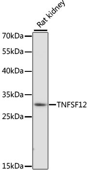 TWEAK Antibody in Western Blot (WB)