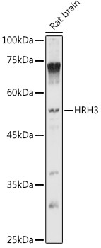 HRH3 Antibody in Western Blot (WB)