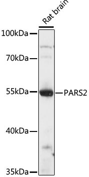 PARS2 Antibody in Western Blot (WB)