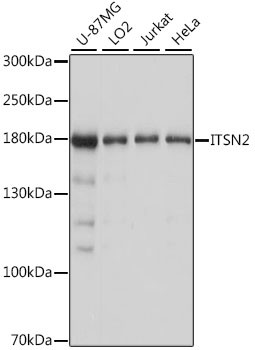 ITSN2 Antibody in Western Blot (WB)