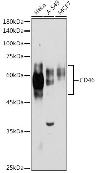 CD46 Antibody in Western Blot (WB)