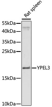 YPEL3 Antibody in Western Blot (WB)