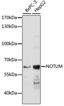 NOTUM Antibody in Western Blot (WB)