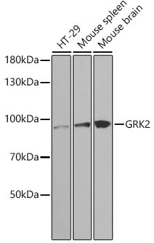 GRK2 Antibody in Western Blot (WB)