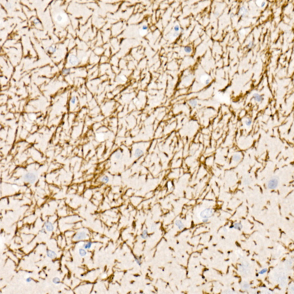 MBP Antibody in Immunohistochemistry (Paraffin) (IHC (P))