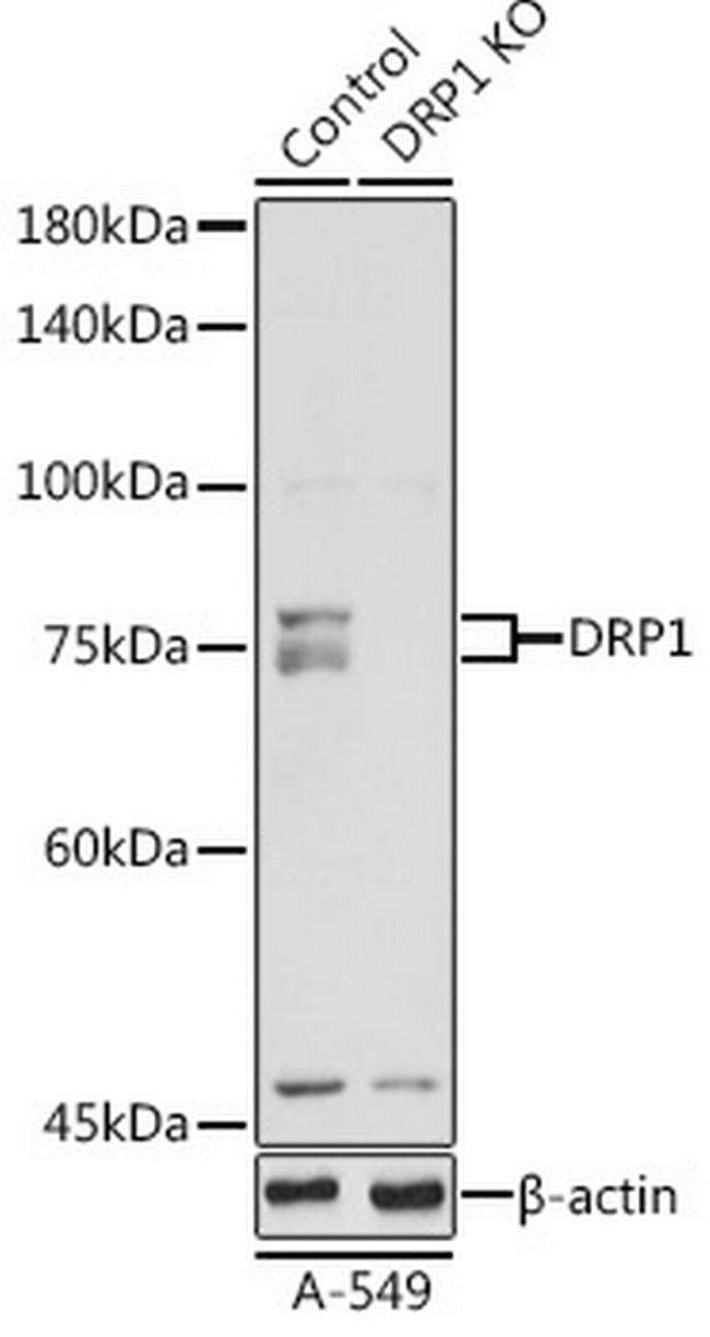 DNM1L Antibody