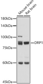 DNM1L Antibody in Western Blot (WB)