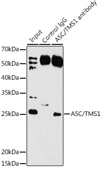 PYCARD Antibody in Immunoprecipitation (IP)