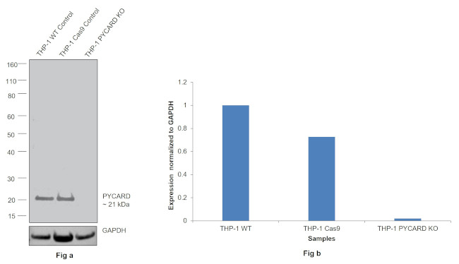 PYCARD Antibody in Western Blot (WB)