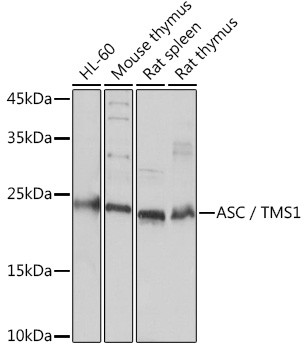 PYCARD Antibody in Western Blot (WB)