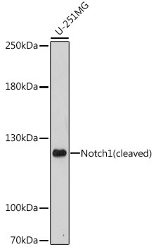 NOTCH1 Antibody in Western Blot (WB)