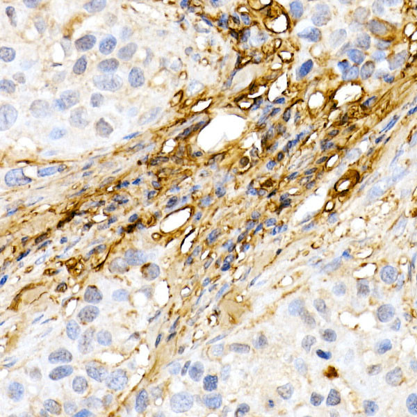 Decorin Antibody in Immunohistochemistry (Paraffin) (IHC (P))