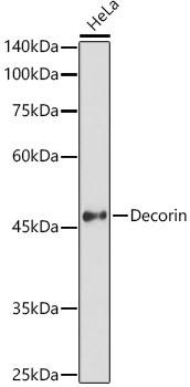 Decorin Antibody in Western Blot (WB)