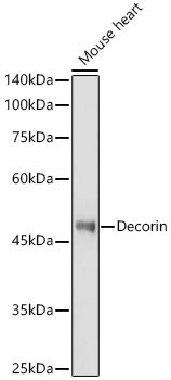 Decorin Antibody in Western Blot (WB)