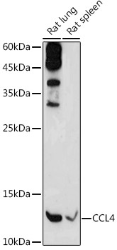 CCL4 Antibody in Western Blot (WB)