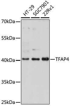 TFAP4 Antibody in Western Blot (WB)