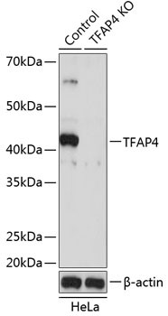 TFAP4 Antibody in Western Blot (WB)