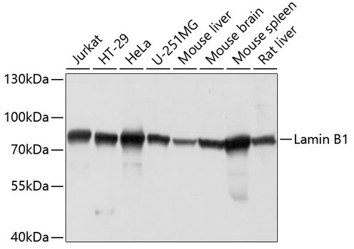 Lamin B1 Antibody in Western Blot (WB)