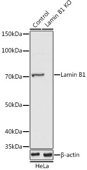 Lamin B1 Antibody in Western Blot (WB)